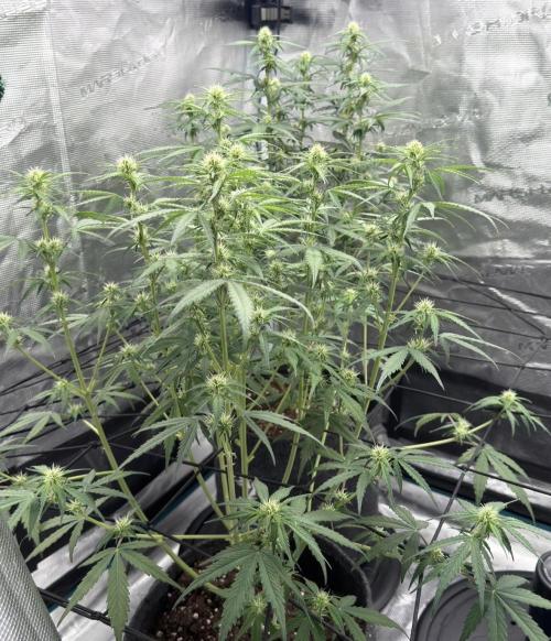 Mimosa x 🍊 👊🏻  Barney's Farm. Week 5