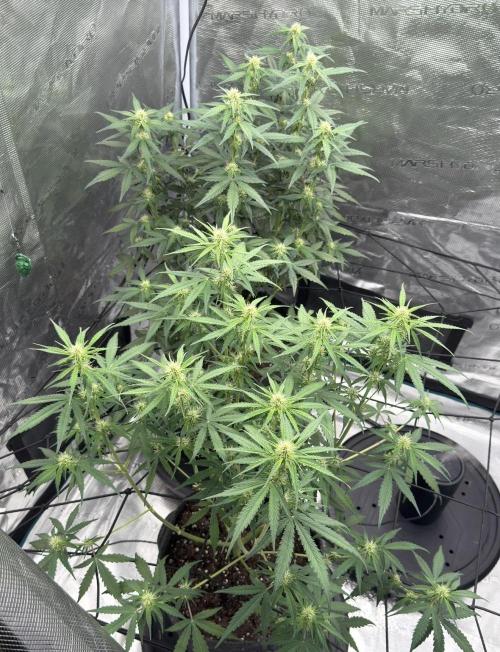 Mimosa x 🍊 👊🏻  Barney's Farm. Week 5