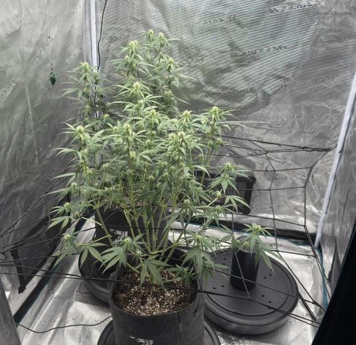Mimosa x 🍊 👊🏻  Barney's Farm. Week 5