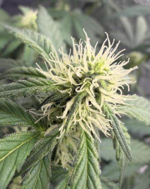 Mimosa x 🍊 👊🏻  Barney's Farm. Week 5