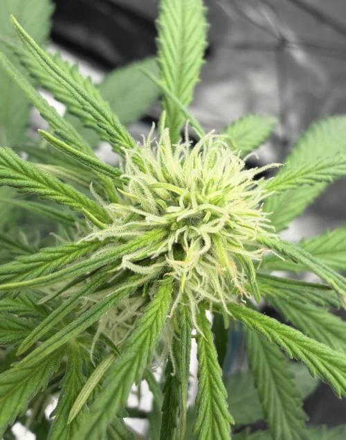 Mimosa x 🍊 👊🏻  Barney's Farm. Week 5