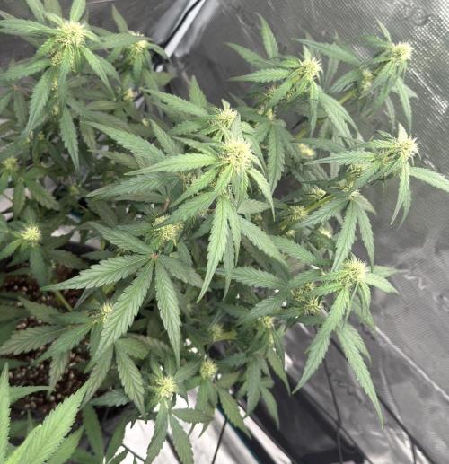 Mimosa x 🍊 👊🏻  Barney's Farm. Week 5