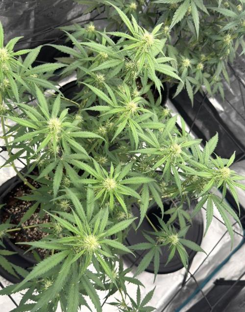 Mimosa x 🍊 👊🏻  Barney's Farm. Week 5