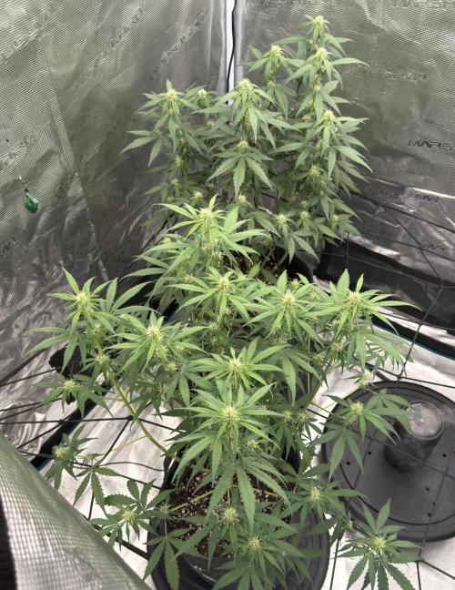 Mimosa x 🍊 👊🏻  Barney's Farm. Week 5