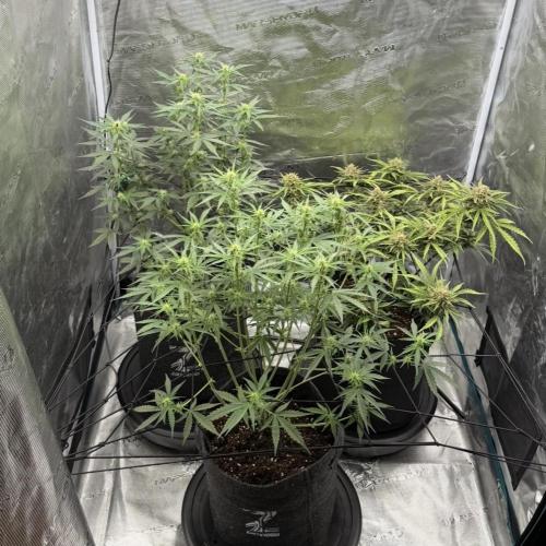 Mimosa x 🍊 👊🏻  Barney's Farm. Week 5