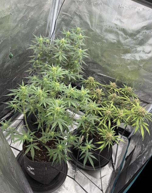 Mimosa x 🍊 👊🏻  Barney's Farm. Week 5