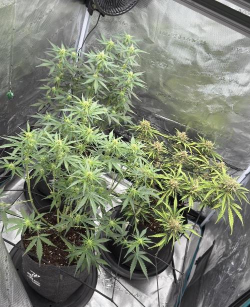 Mimosa x 🍊 👊🏻  Barney's Farm. Week 5