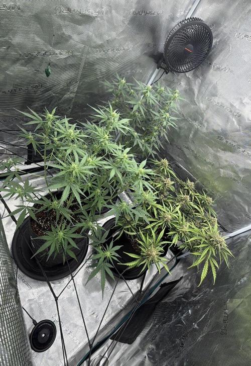 Mimosa x 🍊 👊🏻  Barney's Farm. Week 5