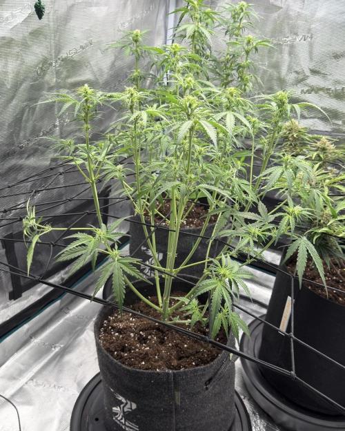 Mimosa x 🍊 👊🏻  Barney's Farm. Week 5