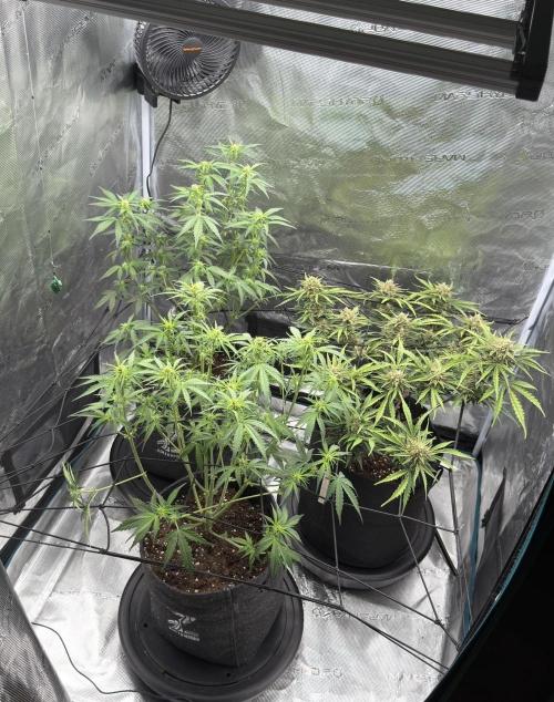 Mimosa x 🍊 👊🏻  Barney's Farm. Week 5