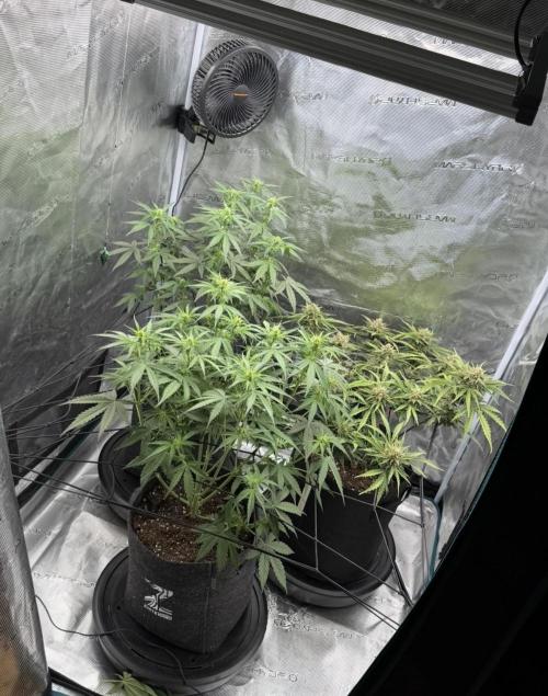 Mimosa x 🍊 👊🏻  Barney's Farm. Week 5