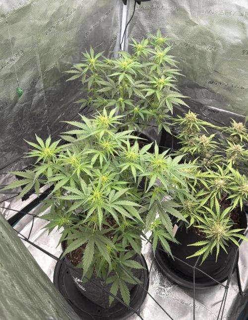 Mimosa x 🍊 👊🏻  Barney's Farm. Week 5