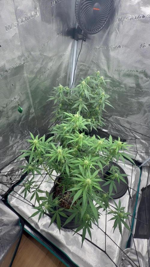 Mimosa x 🍊 👊🏻  Barney's Farm