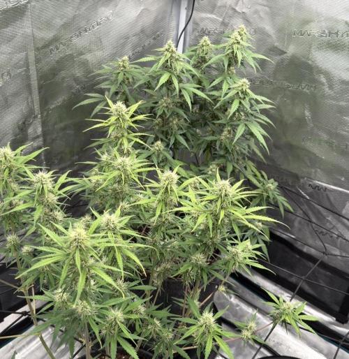 Mimosa x 🍊 👊🏻  Barney's Farm. Week 6