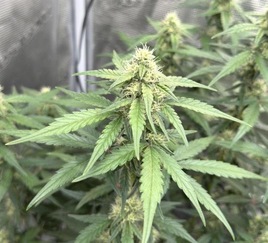 Mimosa x 🍊 👊🏻  Barney's Farm. Week 6