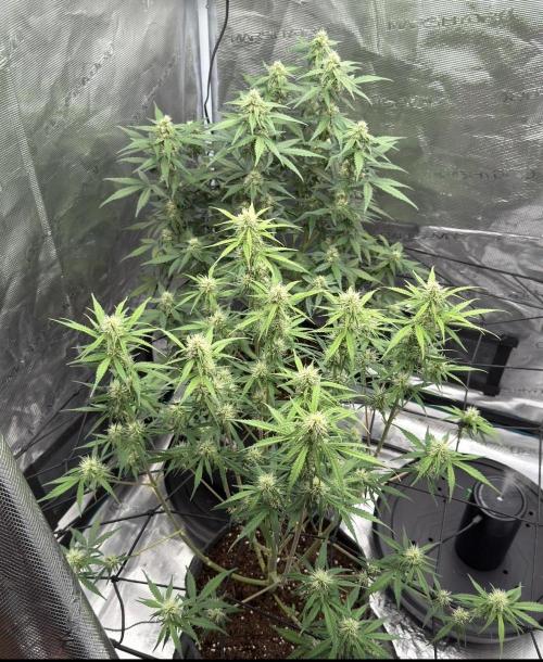 Mimosa x 🍊 👊🏻  Barney's Farm. Week 6