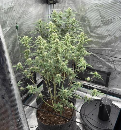 Mimosa x 🍊 👊🏻  Barney's Farm. Week 6