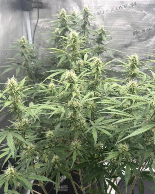 Mimosa x 🍊 👊🏻  Barney's Farm. Week 6