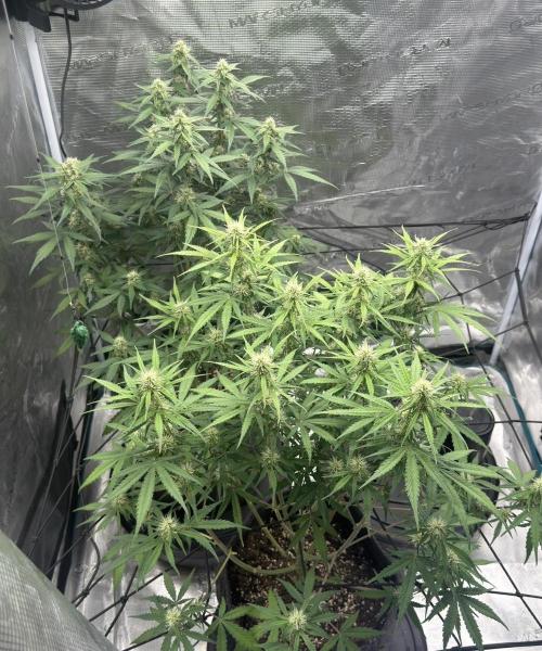 Mimosa x 🍊 👊🏻  Barney's Farm. Week 6