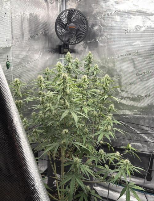 Mimosa x 🍊 👊🏻  Barney's Farm. Week 6