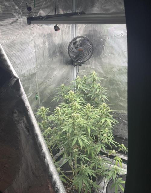 Mimosa x 🍊 👊🏻  Barney's Farm. Week 6