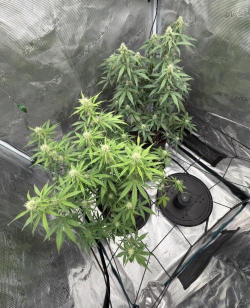 Mimosa x 🍊 👊🏻  Barney's Farm. Week 6