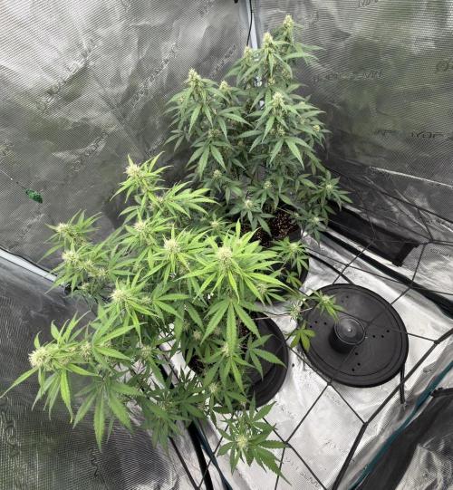 Mimosa x 🍊 👊🏻  Barney's Farm. Week 6