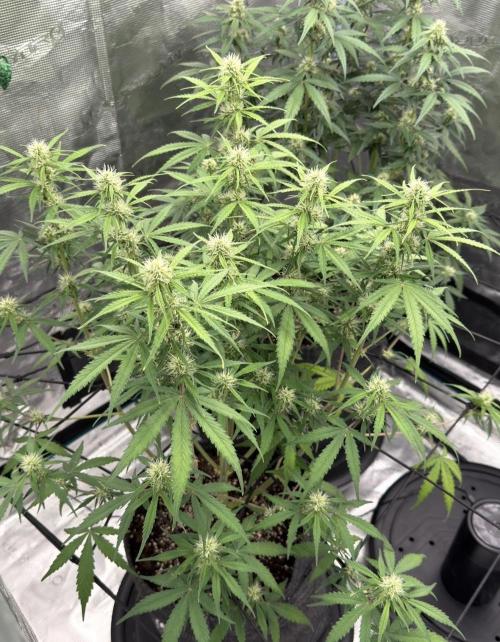 Mimosa x 🍊 👊🏻  Barney's Farm. Week 6