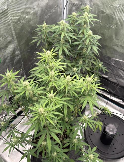 Mimosa x 🍊 👊🏻  Barney's Farm. Week 6