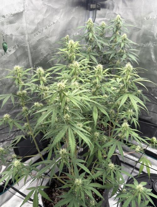 Mimosa x 🍊 👊🏻  Barney's Farm. Week 6