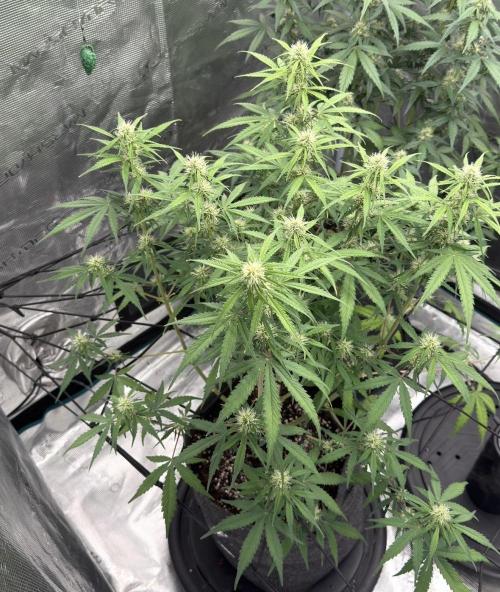 Mimosa x 🍊 👊🏻  Barney's Farm. Week 6