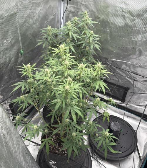Mimosa x 🍊 👊🏻  Barney's Farm. Week 6