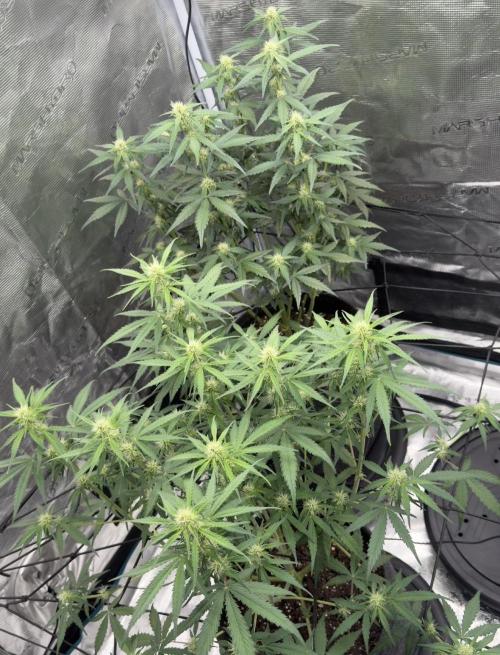 Mimosa x 🍊 👊🏻  Barney's Farm. Week 6