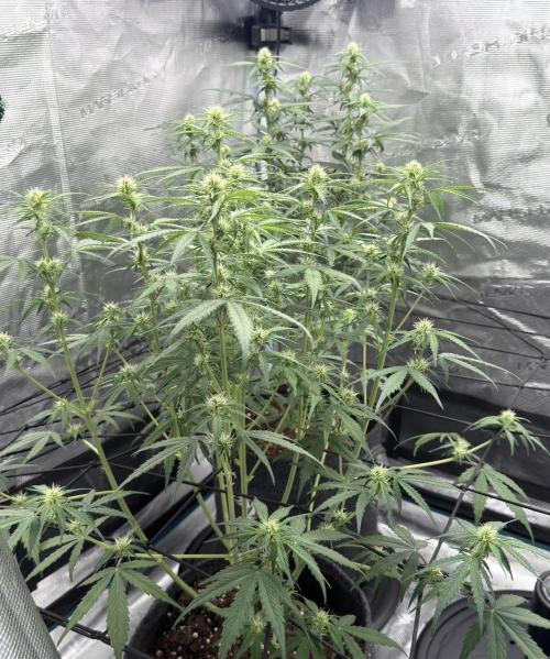 Mimosa x 🍊 👊🏻  Barney's Farm. Week 6