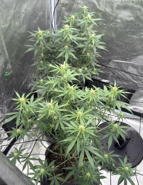 Mimosa x 🍊 👊🏻  Barney's Farm. Week 6