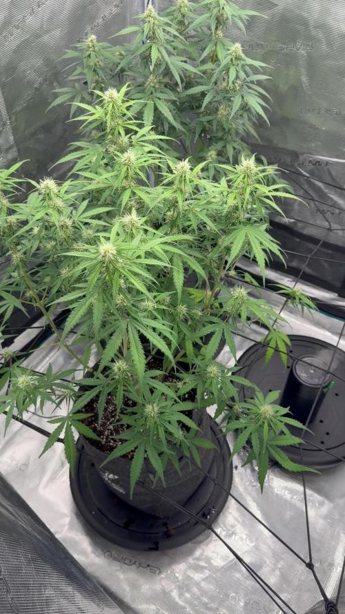 Mimosa x 🍊 👊🏻 Barney's Farm