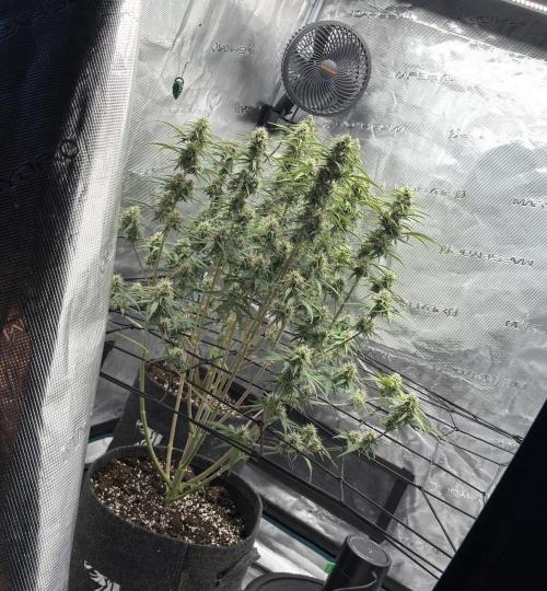 Mimosa x 🍊 👊🏻  Barney's Farm. Week 7