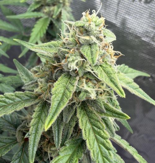 Mimosa x 🍊 👊🏻  Barney's Farm. Week 7