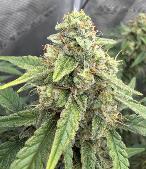 Mimosa x 🍊 👊🏻  Barney's Farm. Week 7
