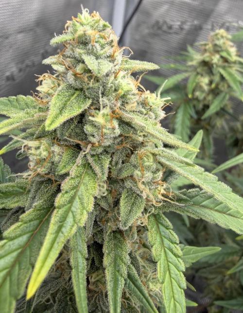 Mimosa x 🍊 👊🏻  Barney's Farm. Week 7