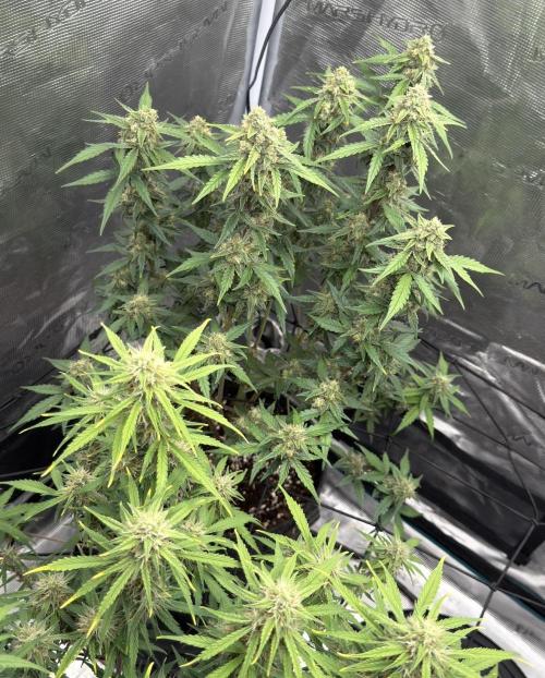 Mimosa x 🍊 👊🏻  Barney's Farm. Week 7