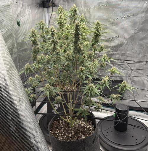 Mimosa x 🍊 👊🏻  Barney's Farm. Week 7