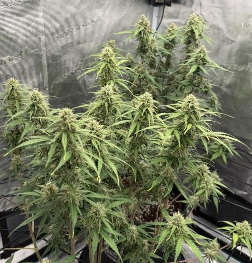 Mimosa x 🍊 👊🏻  Barney's Farm. Week 7