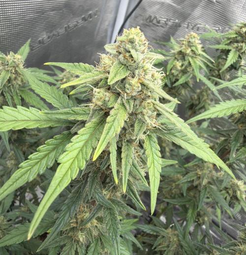 Mimosa x 🍊 👊🏻  Barney's Farm. Week 7