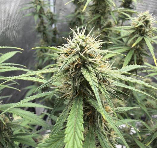 Mimosa x 🍊 👊🏻  Barney's Farm. Week 7