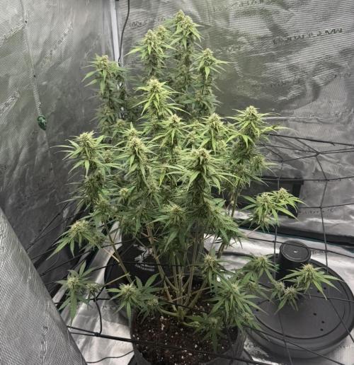 Mimosa x 🍊 👊🏻  Barney's Farm. Week 7