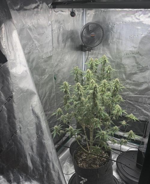 Mimosa x 🍊 👊🏻  Barney's Farm. Week 7