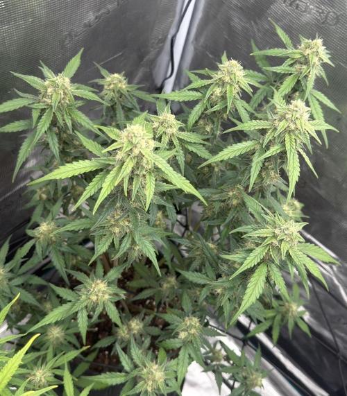 Mimosa x 🍊 👊🏻  Barney's Farm. Week 7
