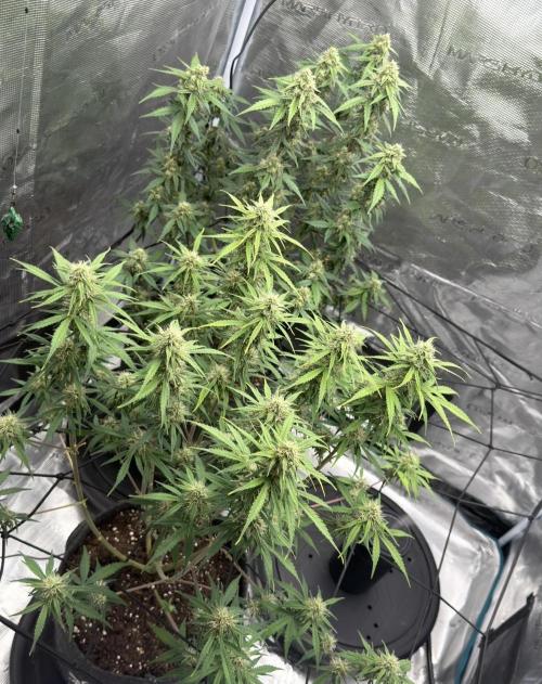 Mimosa x 🍊 👊🏻  Barney's Farm. Week 7