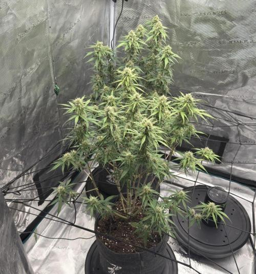 Mimosa x 🍊 👊🏻  Barney's Farm. Week 7